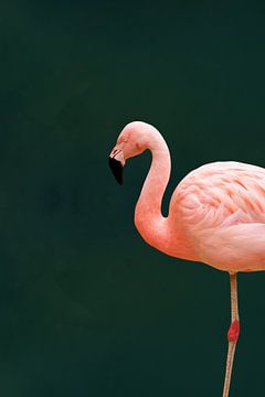 Emerald Flamingo