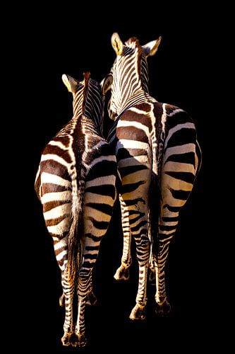 Zebra's, in grafische bewerking