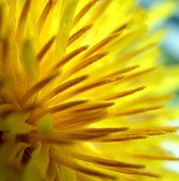 Dandelion Macro