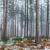 Winterliche Bäume von Tristan Lavender