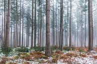 Winterliche Bäume von Tristan Lavender Miniaturansicht