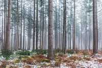 Wintry trees