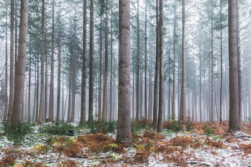 Winterliche Bäume von Tristan Lavender