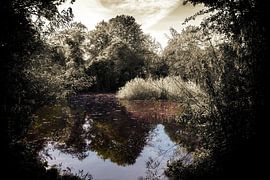 L'etang du parc naturel Bloeyendael sur Jan van der Knaap