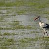 Storch auf einem Spaziergang von Sven Scraeyen