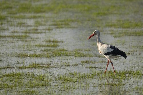 Ooievaar op wandel