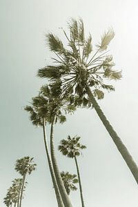 Vintage Palmen in der Sonne
