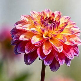 Fleur de dahlia sur Matthias Spartz