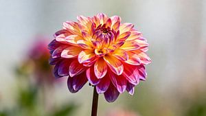 Fleur de dahlia
