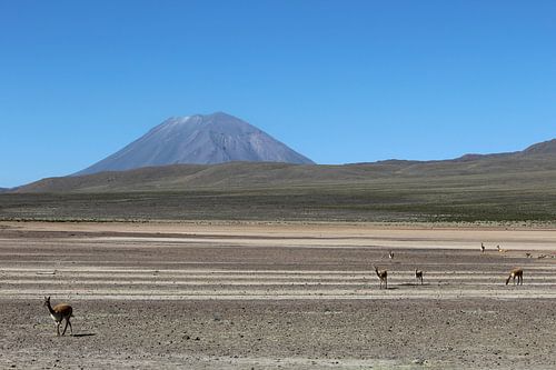 Vicuña Peru