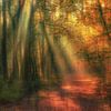 Dreamy forest van Ilya Korzelius