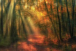 Dreamy forest van Ilya Korzelius
