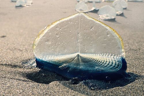Velella velella