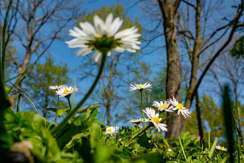 Les marguerites au printemps - joyeuses et heureuses par Chi