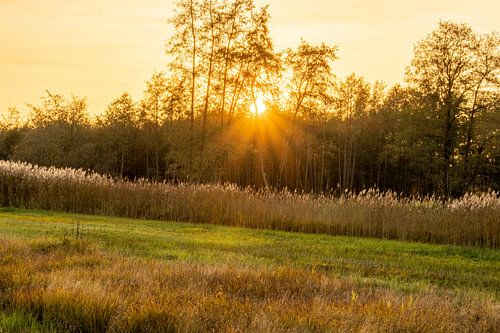 Coucher de soleil avec des rayons de soleil à travers les arbres