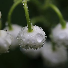 Lily of the valley with raindrops by Simone Marsig