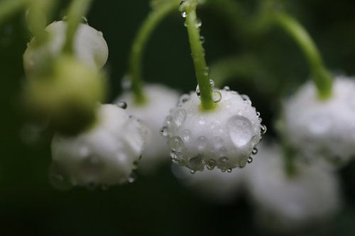Maiglöckchen mit Regentropfen