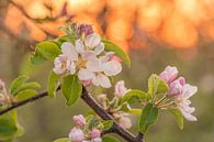 Blossom by Moetwil en van Dijk - Fotografie thumbnail