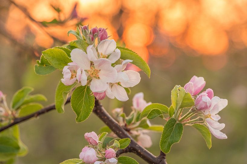 Blossom by Moetwil en van Dijk - Fotografie