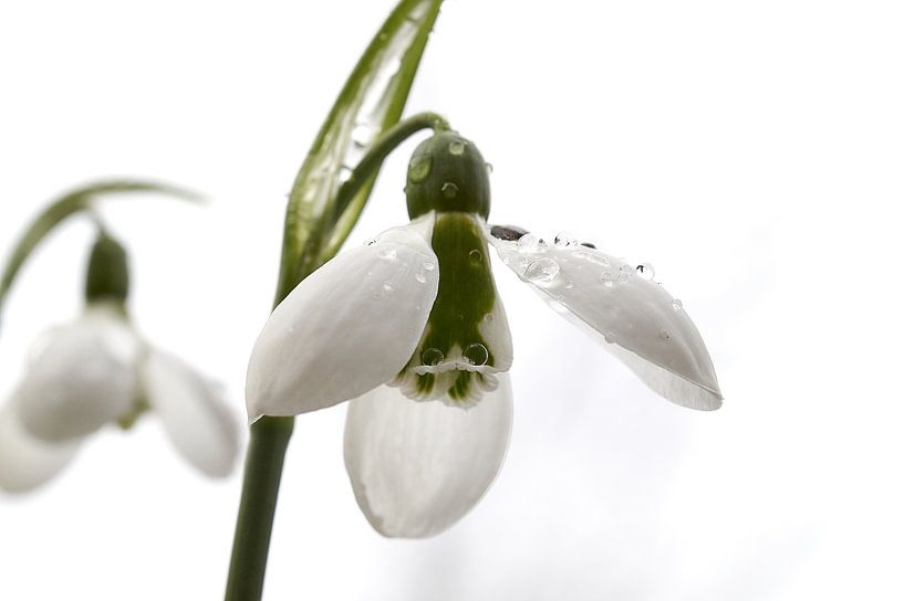 Snowdrop by Ad Jekel