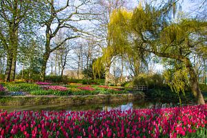 Tulpen im Poldergarten in Anna Paulowna