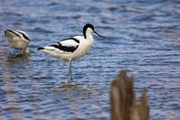Avocettes communes sur une touffe