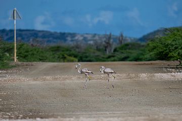 Crossing flamingo's by Pieter JF Smit