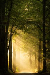 Beautiful Light von Martin Podt