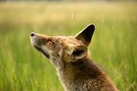 Rotfuchs.