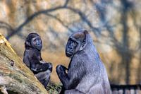 Gorilla with baby