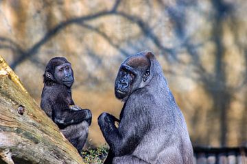 Gorilla met kleintje van Ingrid van Sichem