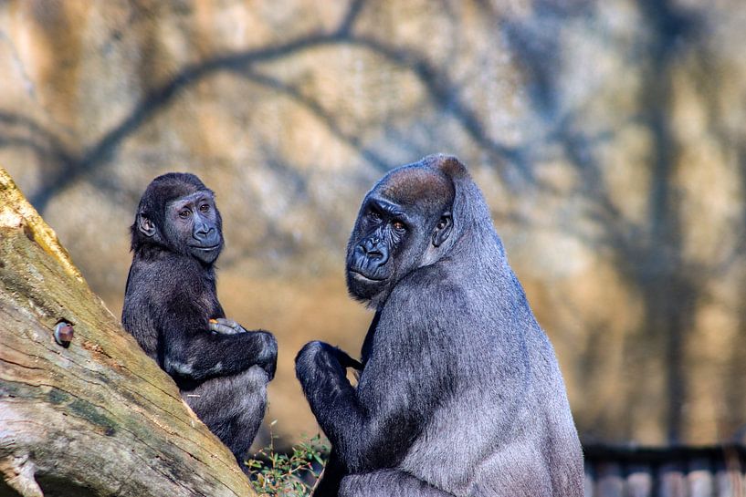 Gorilla met kleintje van Ingrid van Sichem