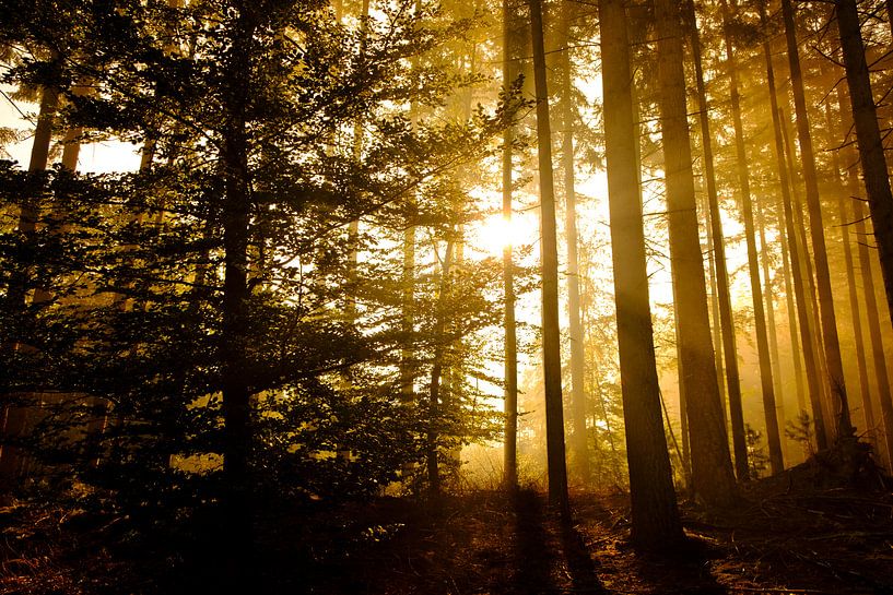 Pine tree forest landscape during a foggy autumn morning by Sjoerd van der Wal Photography