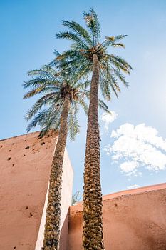 Deux palmiers à Marrakech