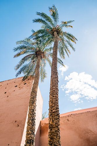 Twee palmbomen in Marrakesh