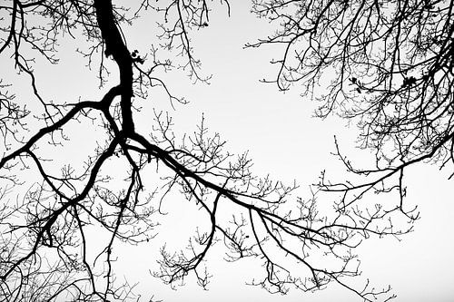 Branches in the air