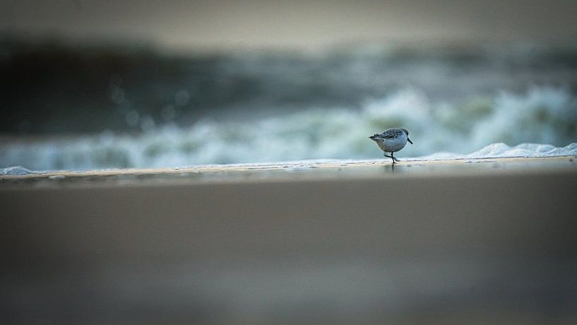 Sanderling on the beach by Dirk van Egmond
