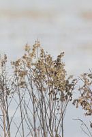 Feldblumen im Schnee