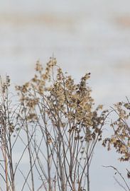 Fieldflowers in snow by Anke Winters