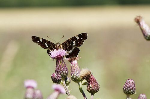 Petite carte - Papillon II