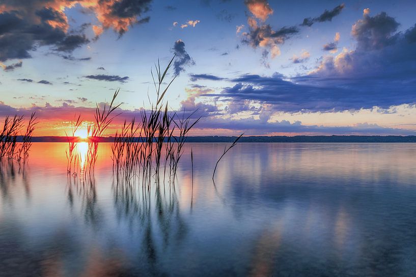 LP 71337607 Schilf bei Sonnenaufgang am Starnberger See von BeeldigBeeld Food & Lifestyle