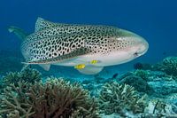 Leopard shark