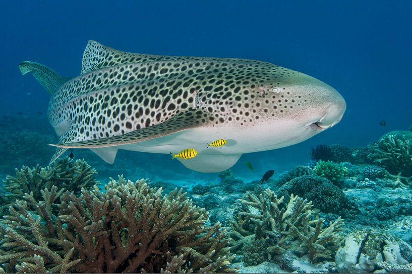 Leopard shark by Ramon Stijnen