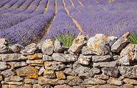 Lavender wall