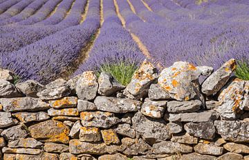 Lavender wall by gerald chapert