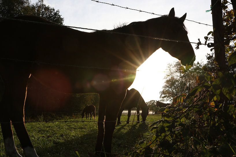 paard in weiland van Frans Versteden