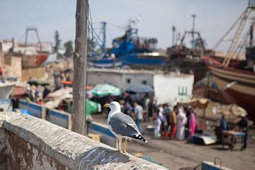 Zeemeeuw in de haven van Essaouira (Marokko) van t.ART