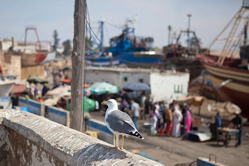 Seagull in the harbour of Essaouira (Morocco)