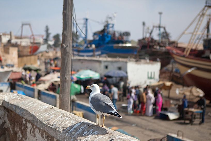 Zeemeeuw in de haven van Essaouira (Marokko) van t.ART