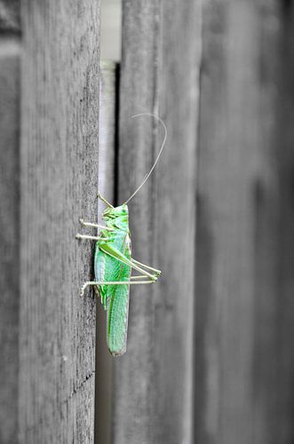 Grüne Säbelheuschrecke auf Zaun